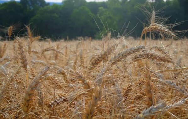 Governo Federal libera mais de R$ 330 milhões para expansão da produção de fertilizantes na Bahia