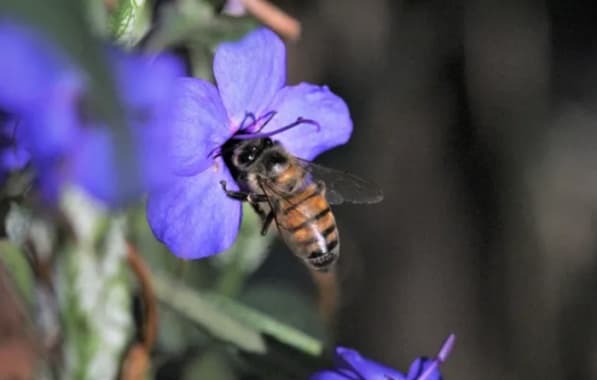 Ataque de abelhas em casa de repouso deixa 1 morto e 12 feridos
