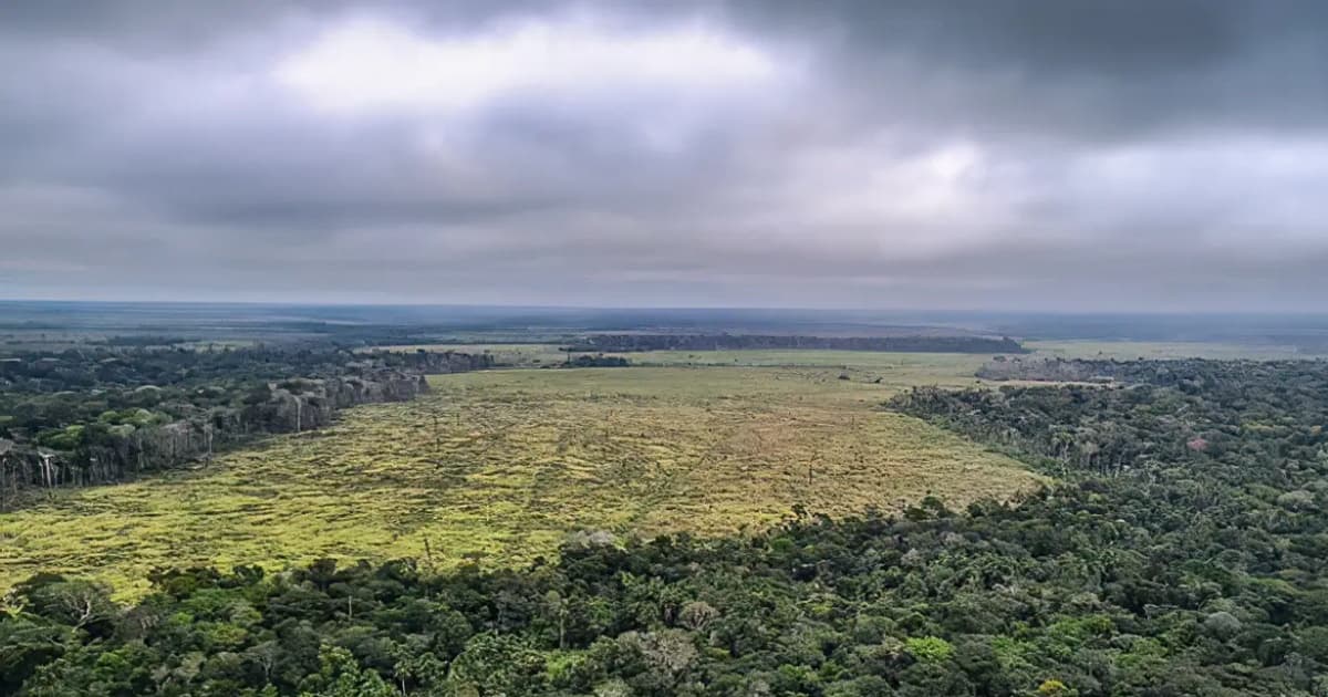 Desmatamento na Amazônia registra maior queda do ano em novembro, aponta levantamento