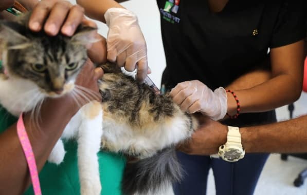 Vacinação gratuita de gatos segue até esta quarta-feira 