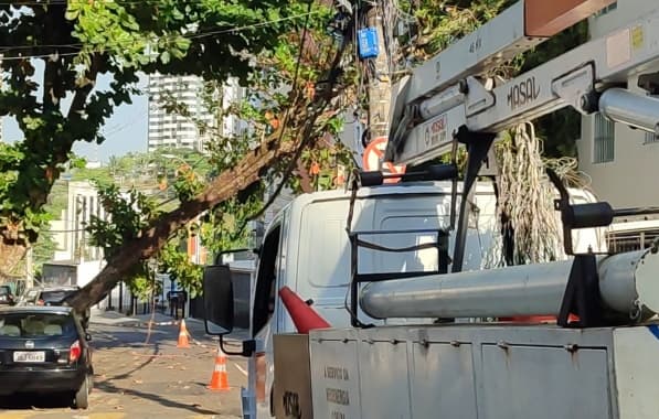 Queda de árvore interdita rua no bairro do Rio Vermelho, em Salvador