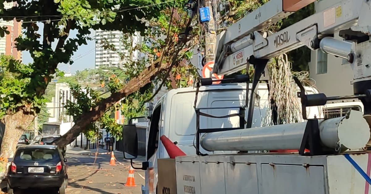 Queda de árvore interdita rua no bairro do Rio Vermelho, em Salvador