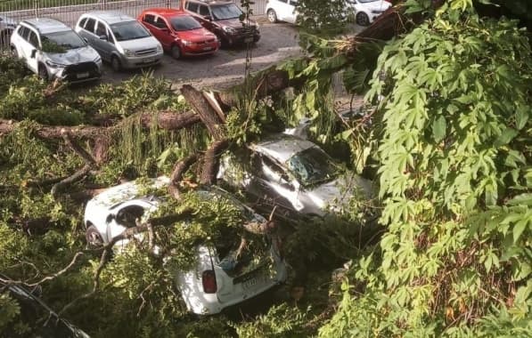 Árvore cai em cima de veículos no campus da UFBA, no Canela 