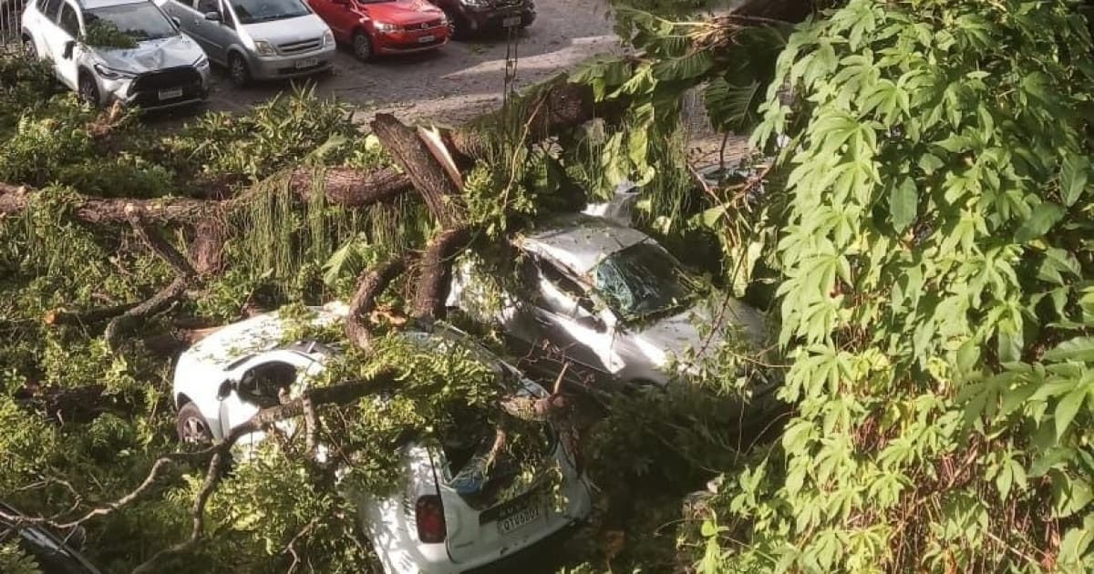 Árvore cai em cima de veículos no campus da UFBA, no Canela 