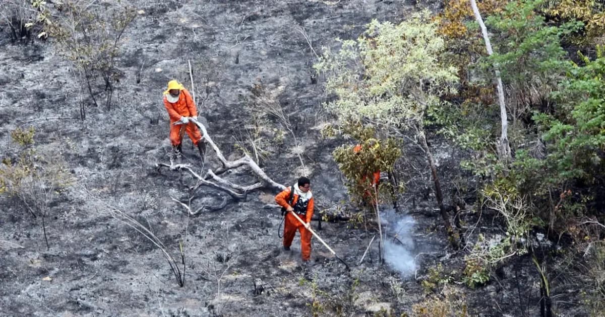 População baiana pode auxiliar na elaboração do Plano de Prevenção aos Incêndios Florestais no estado; saiba como