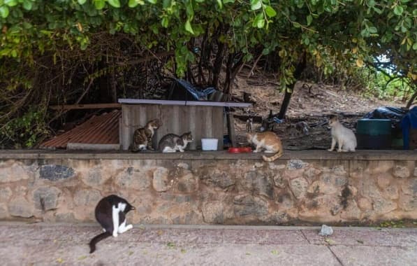 ONG que acolherá gatos de colônia em Piatã é definida pela Prefeitura de Salvador; saiba mais