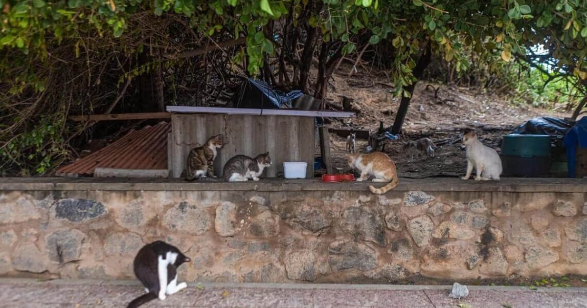 ONG que acolherá gatos de colônia em Piatã é definida pela Prefeitura de Salvador; saiba mais
