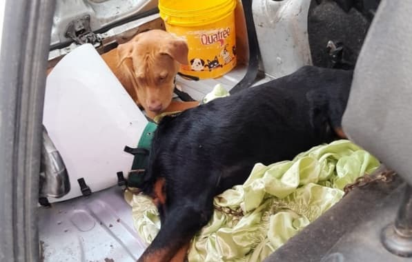 Bombeiros resgatam cachorros abandonados dentro de carro em Salvador