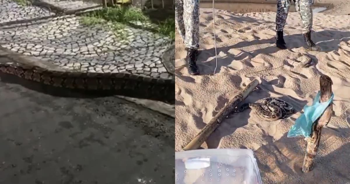 VÍDEO: Duas cobras são encontradas e resgatadas em Salvador no mesmo dia