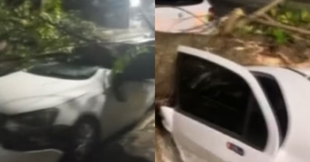 VÍDEO: Árvore cai e destrói carro no Vale de Nazaré, em Salvador