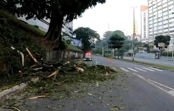 Galhos de árvore caem e interditam parte de via no Vale do Canela, em Salvador