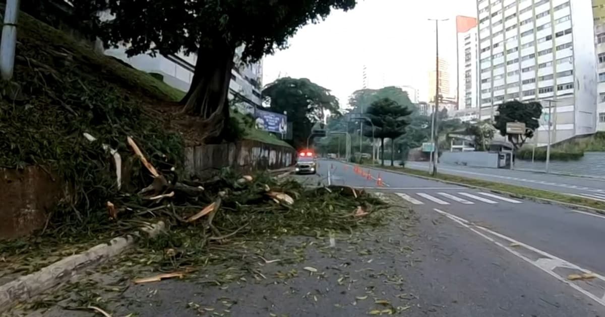 Galhos de árvore caem e interditam parte de via no Vale do Canela, em Salvador