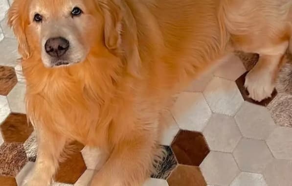 Caso Joca: Laudo aponta que cachorro morreu por excesso de calor