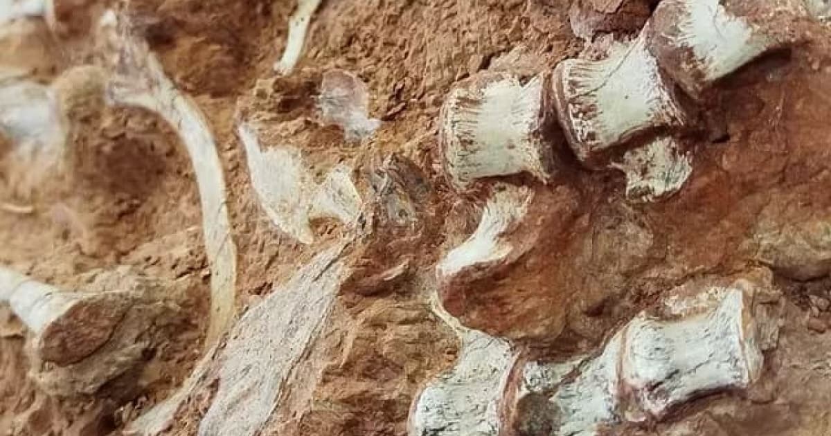 VÍDEO: Pesquisadores encontram fóssil de dinossauro parcialmente exposto após fortes chuvas nas enchentes do RS 