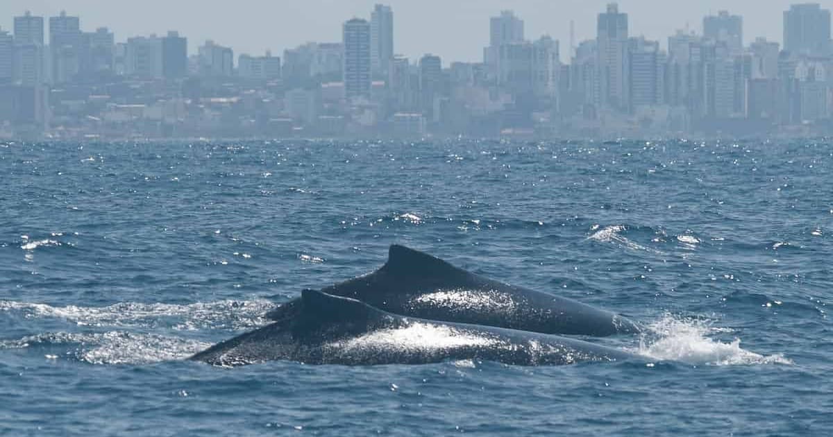 Projeto Baleia Jubarte inicia expedições para monitoramento da espécie em Salvador