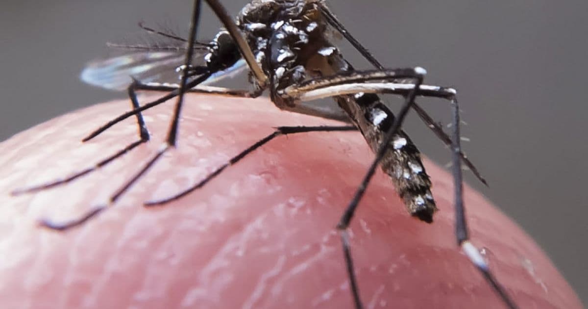 Casos de dengue na BA crescem 685%; estado não está na lista de prioridade do governo