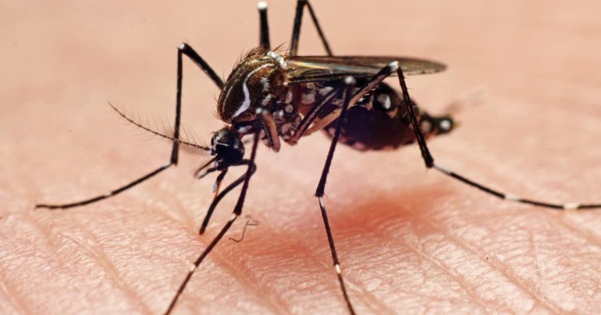 Fiocruz anuncia parceria tecnológica para produção de mosquitos antidengue no Brasil
