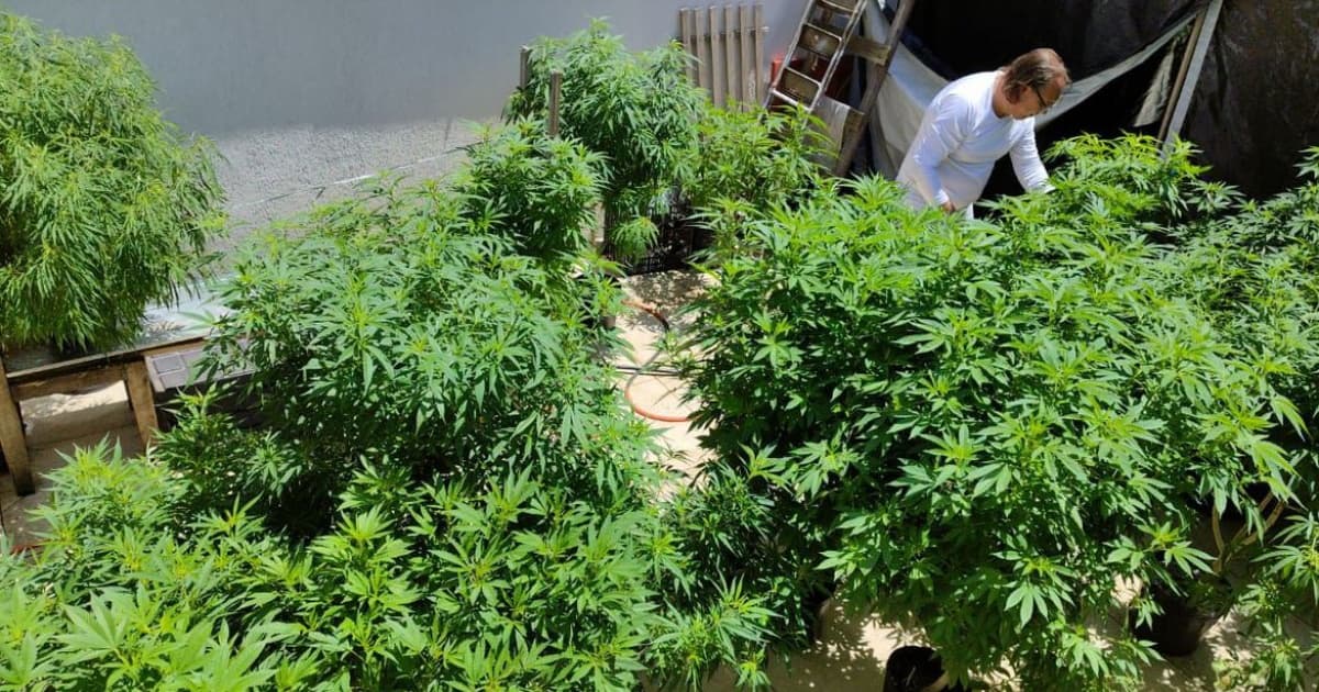 Governo Lula defende no STJ cultivo da cannabis para uso medicinal