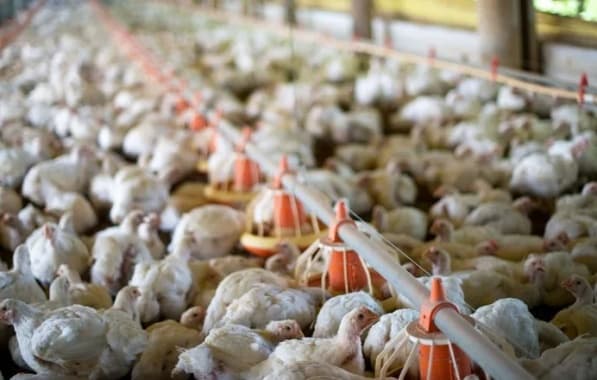 Por conta do avanço da gripe aviária, governo federal decreta estado de emergência zoossanitária