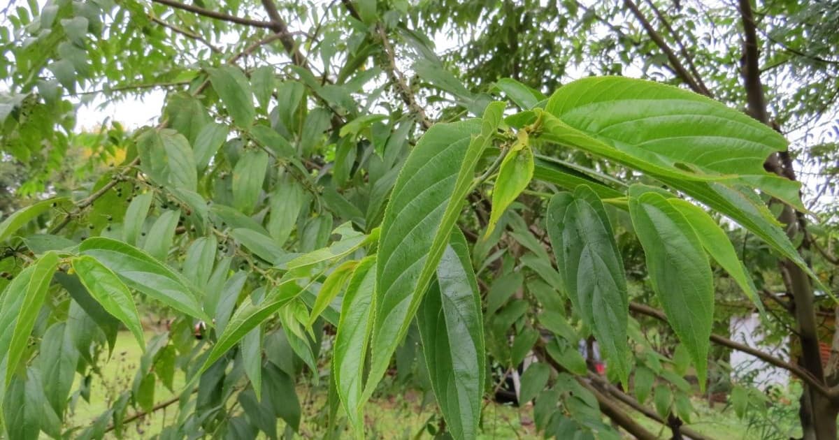 Estudos identificam canabidiol em planta nativa brasileira, que poderá servir de alternativa à cannabis