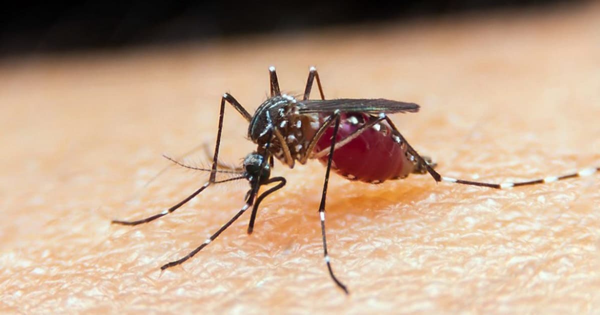 EUA têm primeiros casos de malária diagnosticados em 20 anos