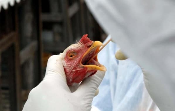 Brasil tem primeiro caso de influenza aviária em aves domésticas