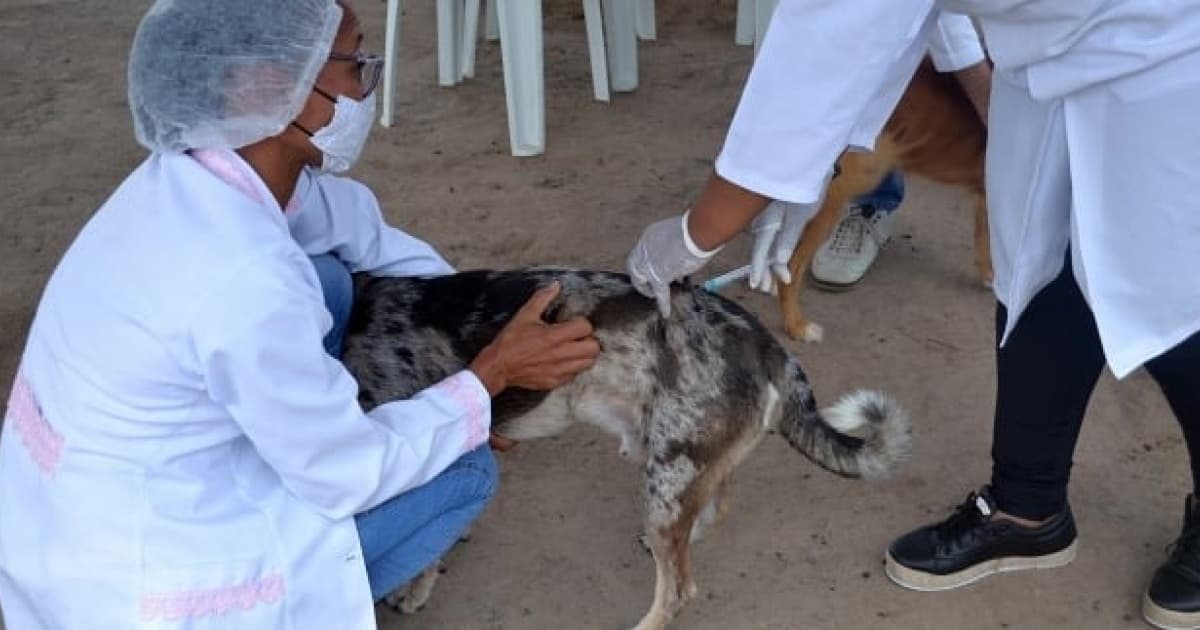 Feira de Santana confirma mais dois casos de raiva em morcego e intensifica vacinação 