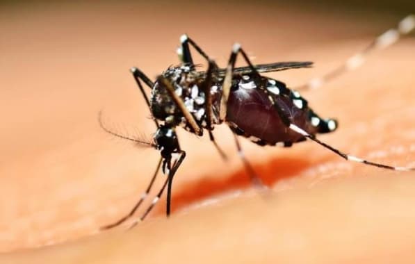 Com mais de mil óbitos, Brasil bate recorde de mortes por dengue em 2023