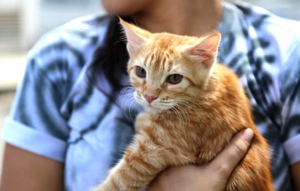 Secis promove vacinação gratuita da V4 para gatos na próxima segunda-feira   