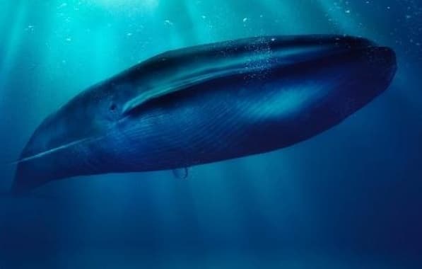 Estudo sobre gigantismo de baleias apresenta pistas sobre mecanismo genômico 