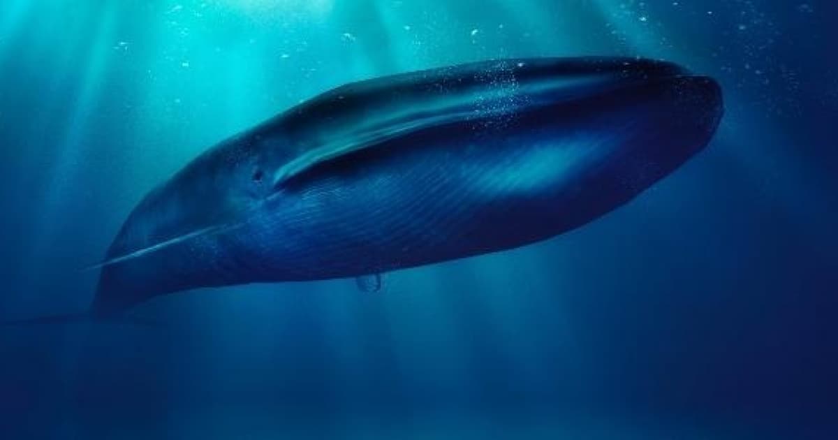 Estudo sobre gigantismo de baleias apresenta pistas sobre mecanismo genômico 