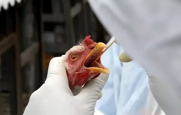 Ministério da Agricultura prorroga estado de emergência zoossanitária para gripe aviária no Brasil 