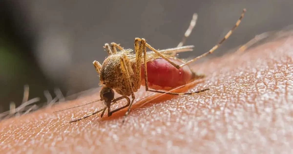 Bahia registra morte por malária após 6 anos sem notificação 