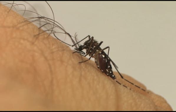 Brasil ultrapassa 5 milhões de casos de dengue e bate novo recorde; número de mortes de aproxima de 3 mil