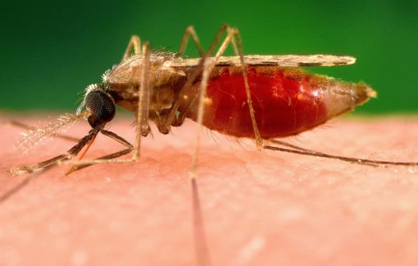 Entenda o que é malária, doença ocasionou uma morte na Bahia após 6 anos sem óbitos 