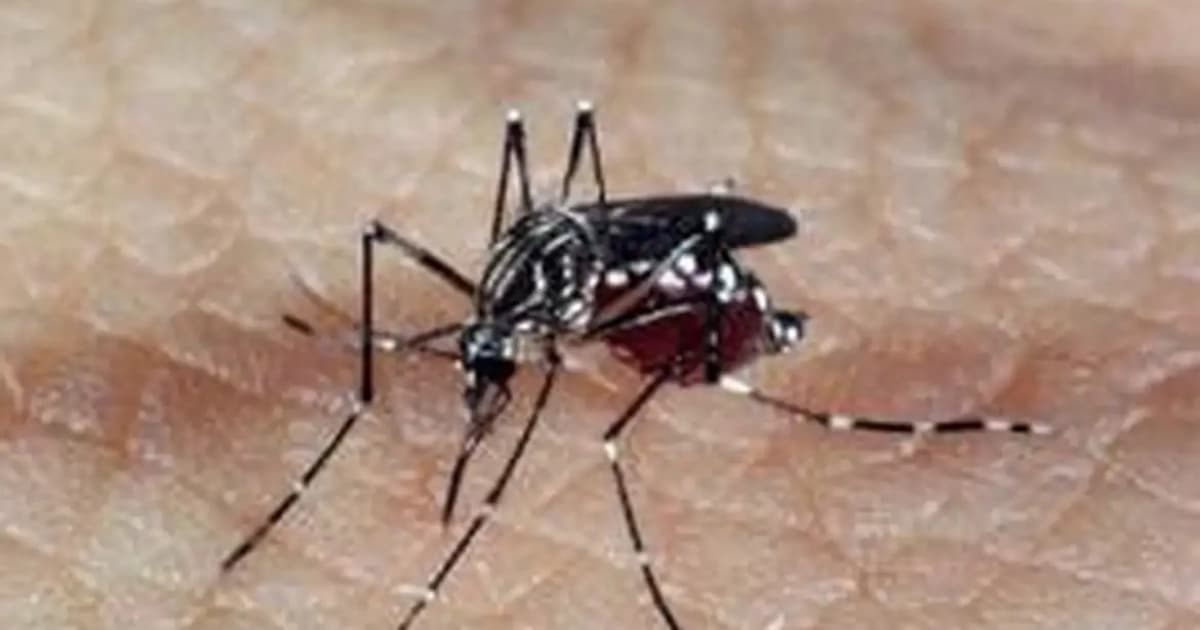 Bahia registra 85 mortes por dengue 