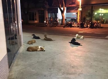 Cães seguem ambulância e esperam morador de rua ser atendido em hospital no PR