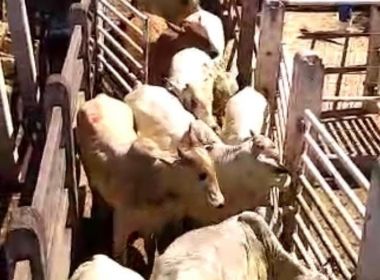 Carga de gado avaliada em mais de R$ 60 mil é recuperada