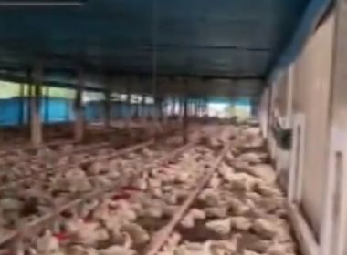 Conceição da Feira: Falta de energia causa morte de 30 mil frangos em criatório