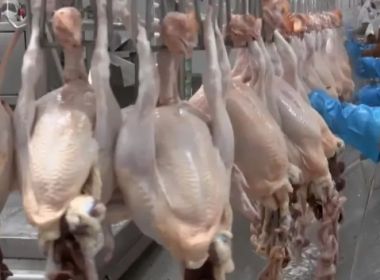 Abate de frango bate recorde na Bahia em 1° trimestre deste ano, aponta IBGE