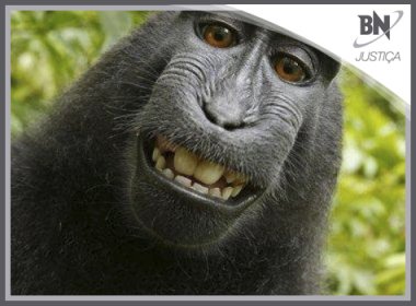 Macaco não tem direitos autorais sobre selfie, diz Justiça dos EUA