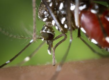 Brasil registrou em três meses mais de meio milhão de casos de dengue