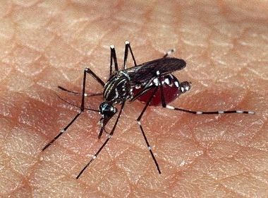 Seis casos de nova variante da dengue são registrados em Feira de Santana